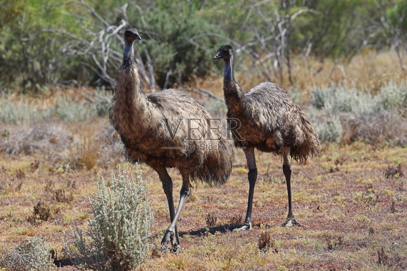 鸸鹋在找食物照片摄影图片