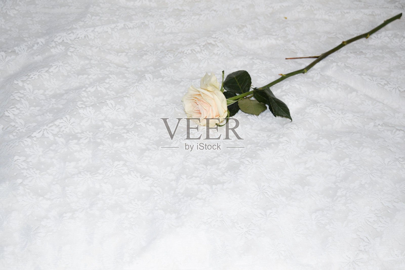 白玫瑰在纸上照片摄影图片