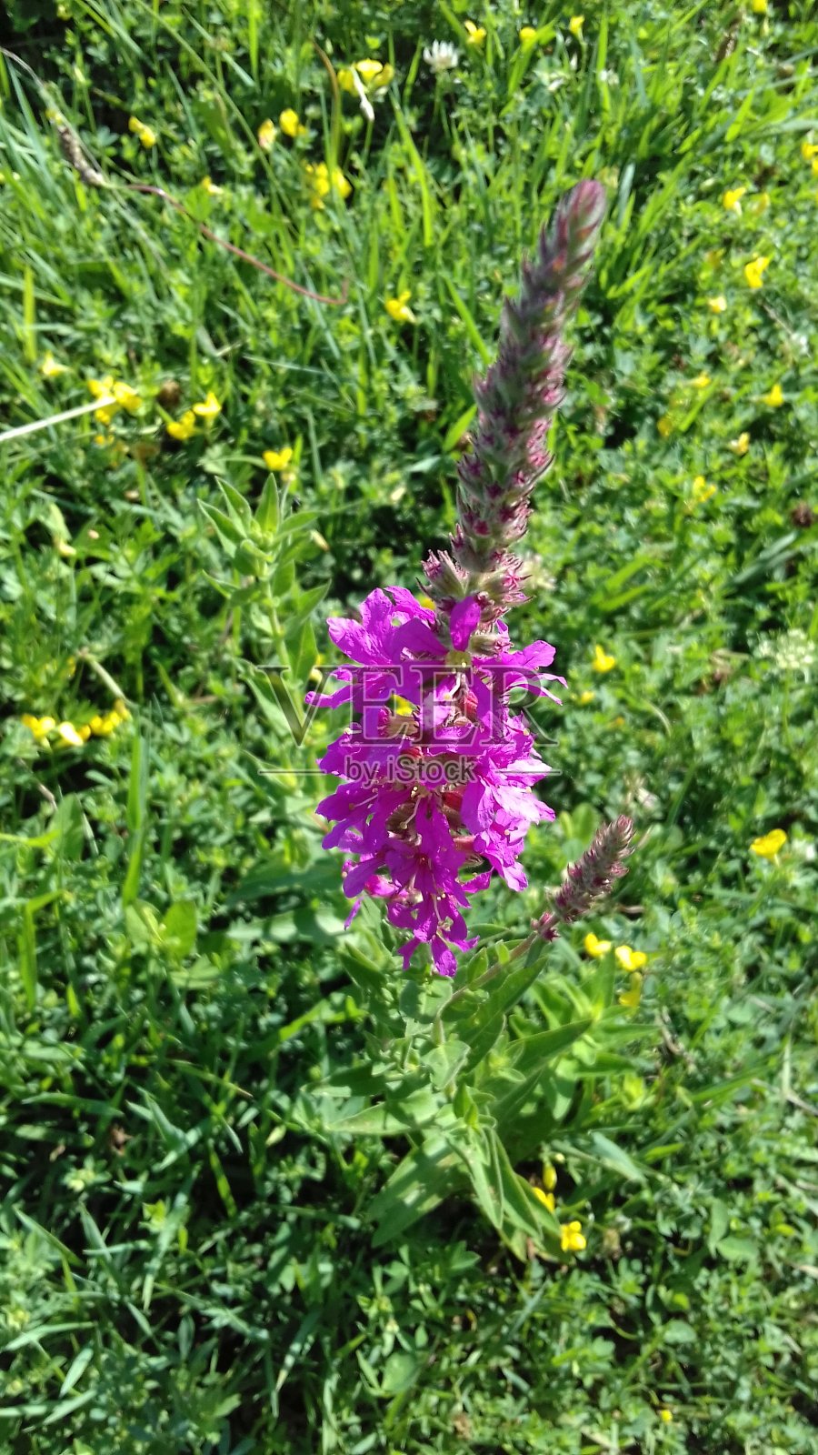 乘汽车照片摄影图片