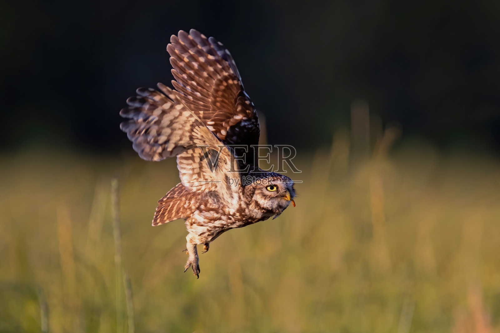 草地上的小猫头鹰照片摄影图片