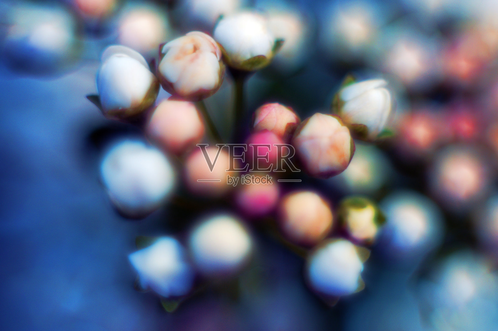 鸟樱花树在春天盛开，白色和粉色的丁香花特写。照片摄影图片