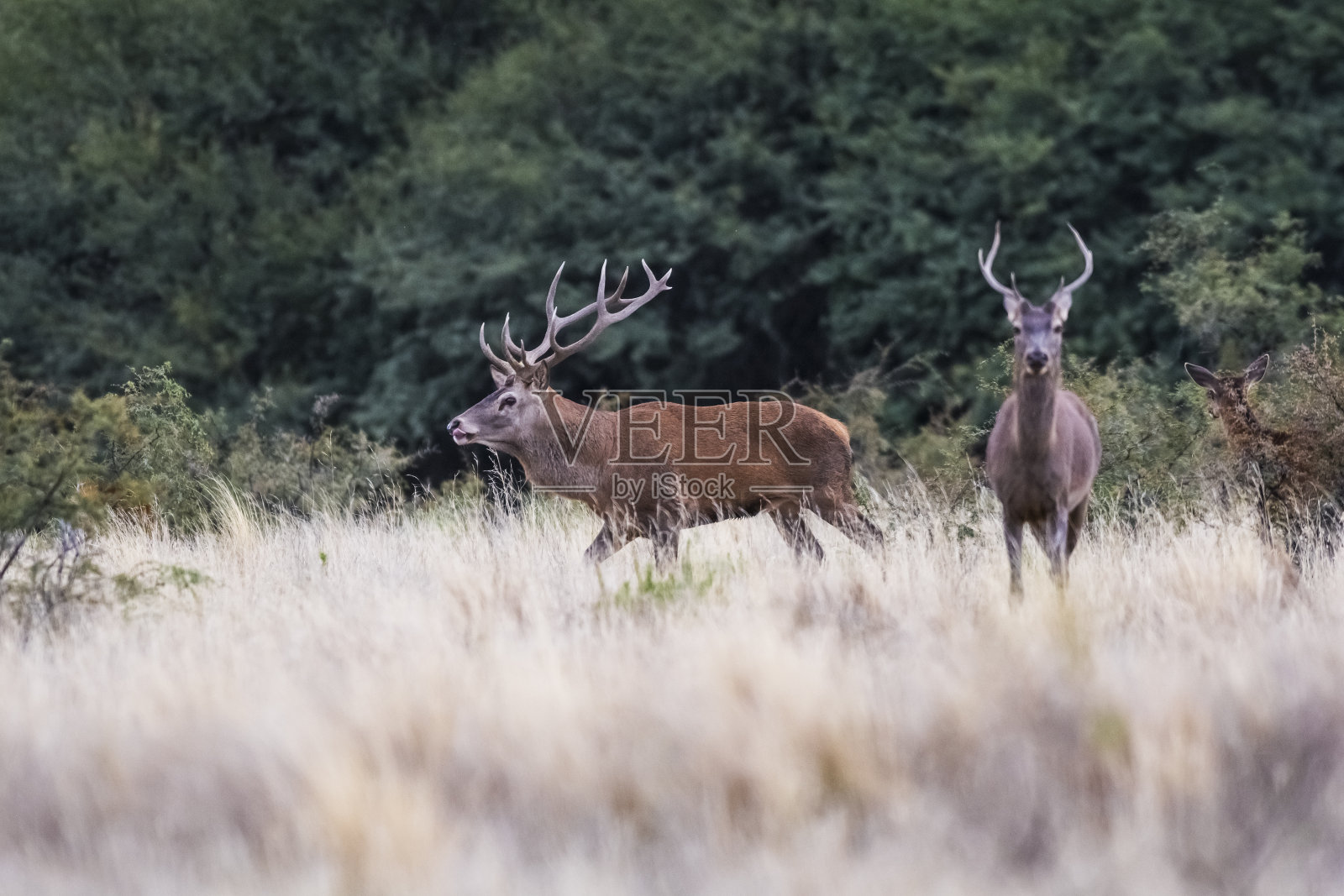 马什鹿照片摄影图片