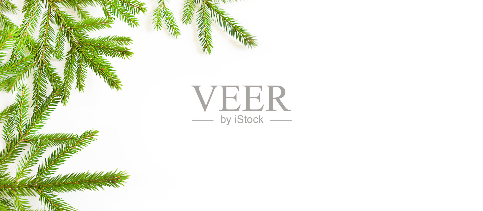 在白色背景上的新鲜的绿色云杉树枝的自然框架。照片摄影图片