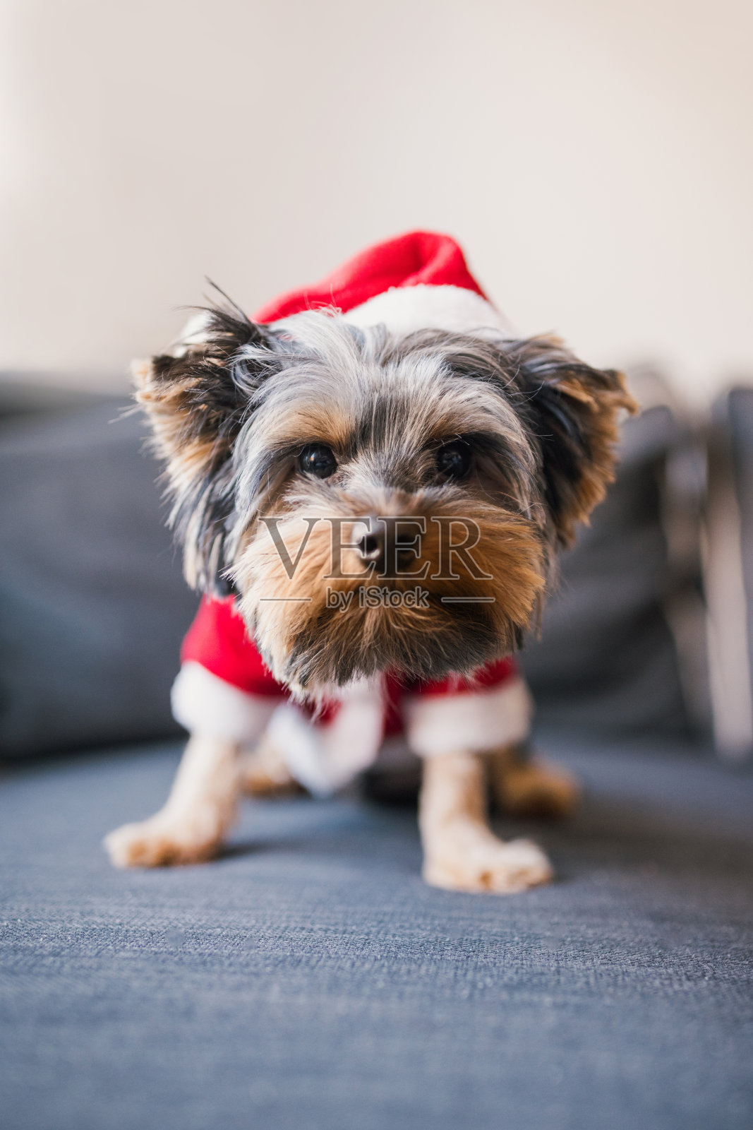 戴着圣诞帽的约克夏梗装扮成圣诞老人照片摄影图片