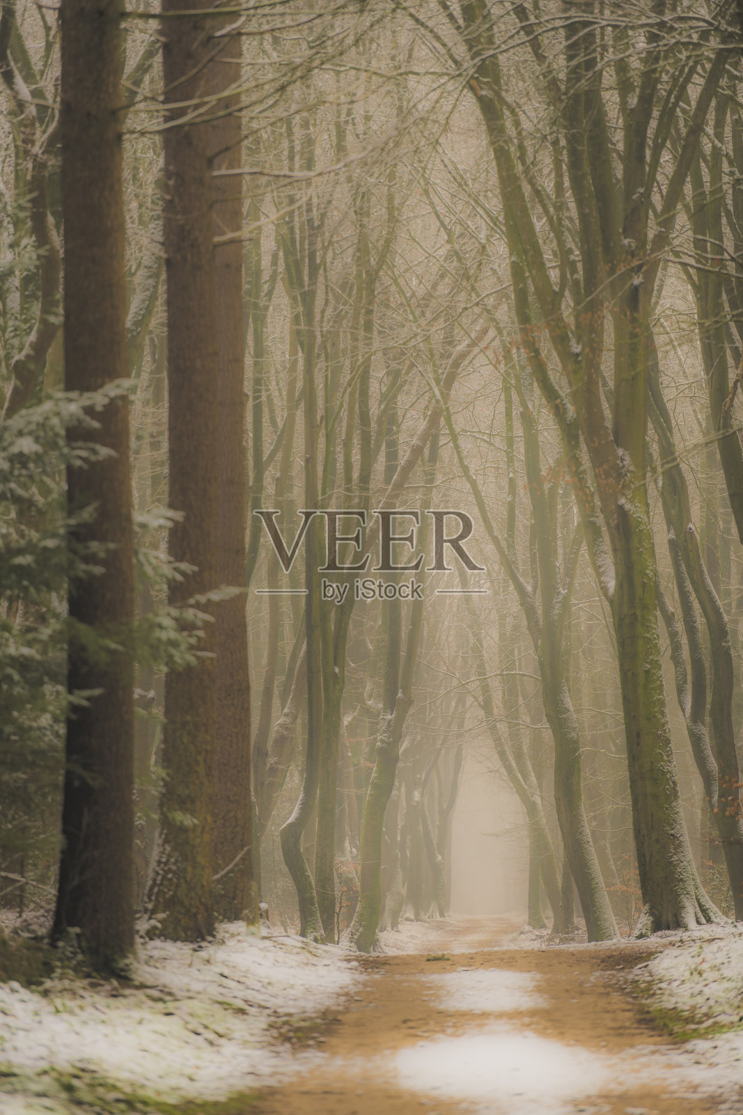 穿过雾气蒙蒙的山毛榉树林，在一个阴沉沉的冬天照片摄影图片