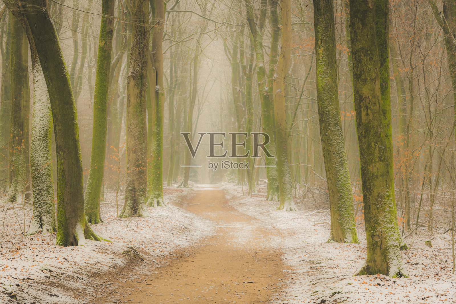 雾冬时节，迷雾森林小径照片摄影图片