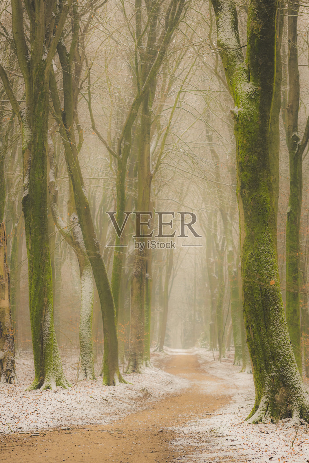 在雾蒙蒙的冬日里，穿过Veluwe自然保护区中雾气弥漫的斯珀尔德森林的路径照片摄影图片