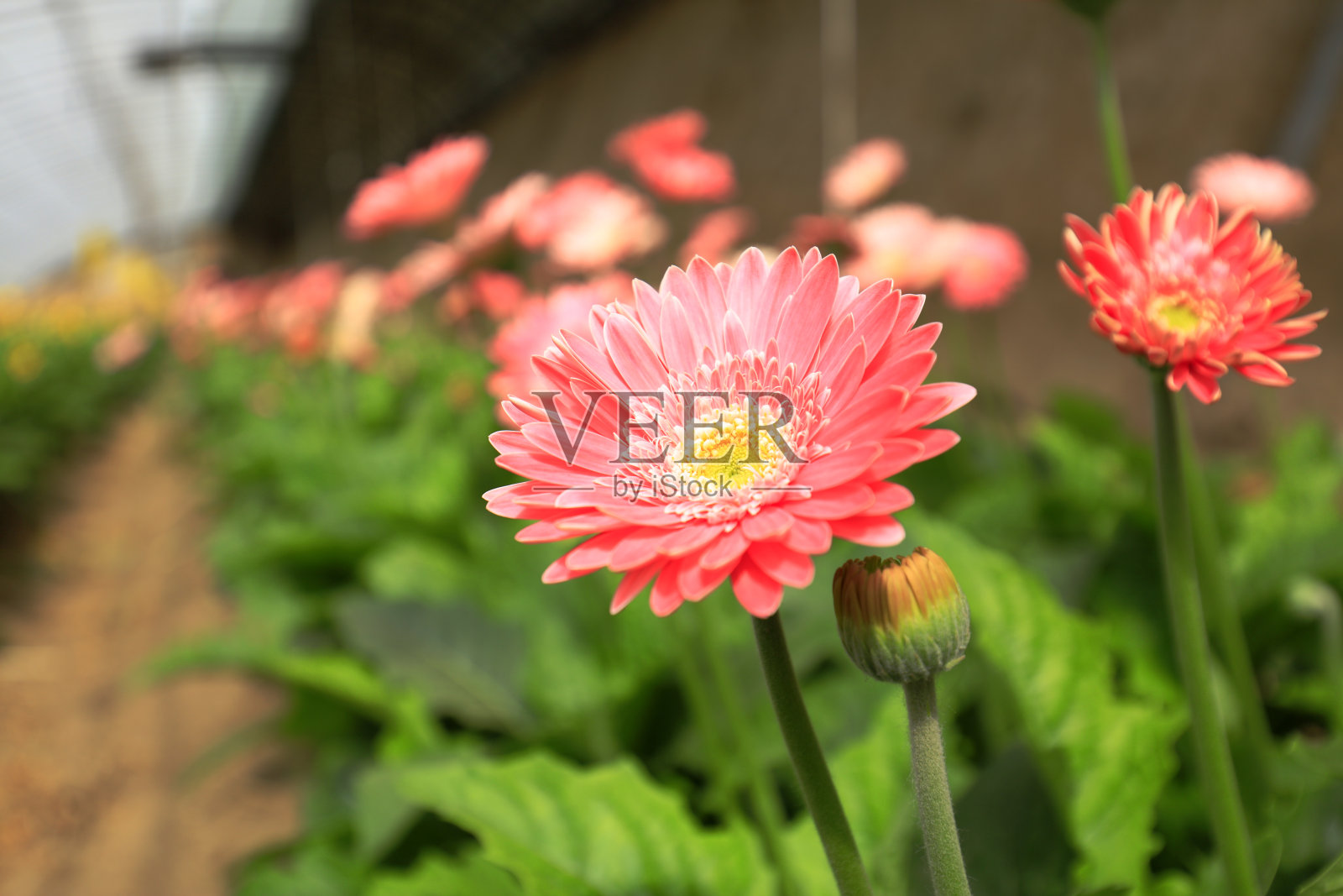 非洲菊花正盛开照片摄影图片