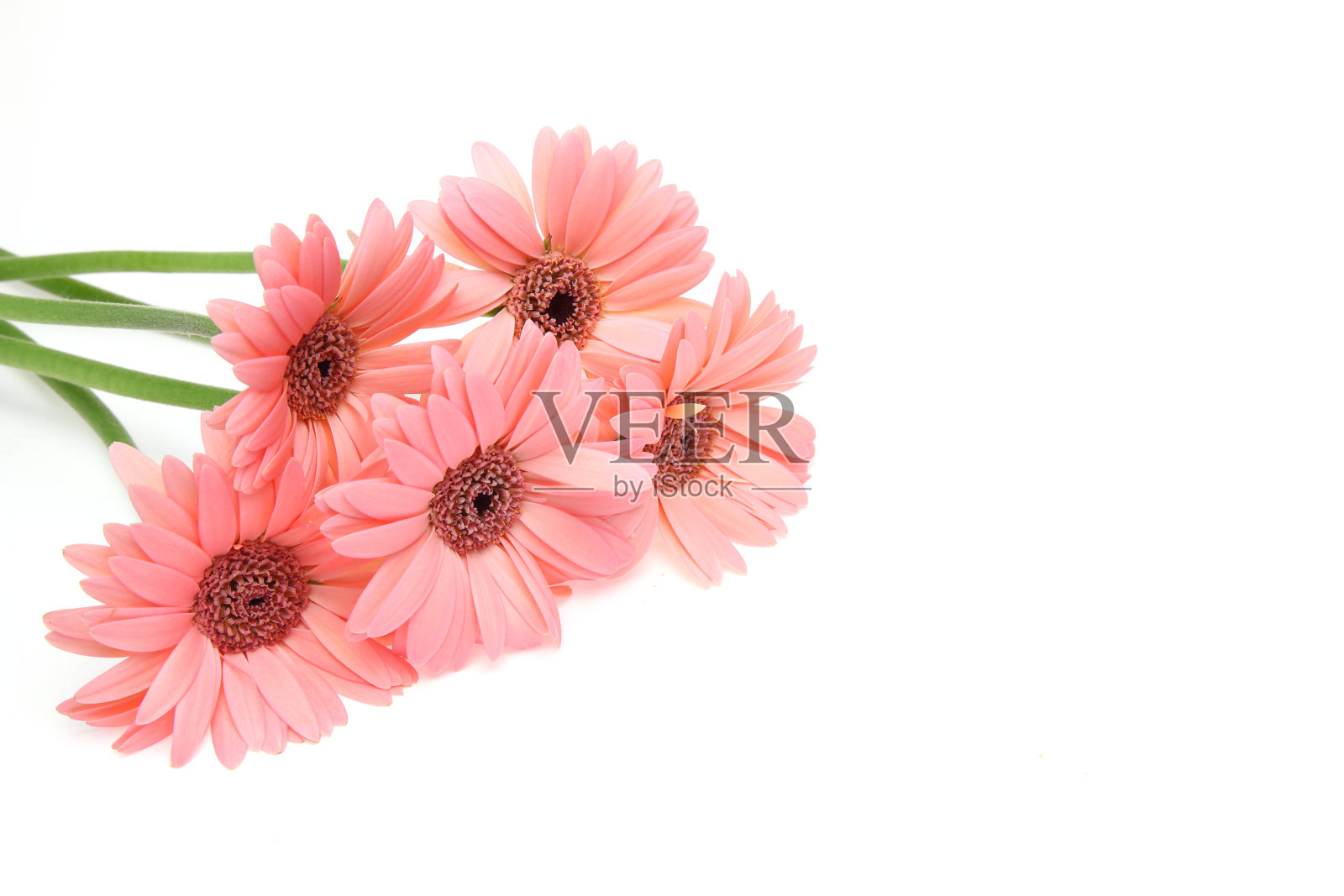 白色背景中的一束德兰士瓦雏菊照片摄影图片