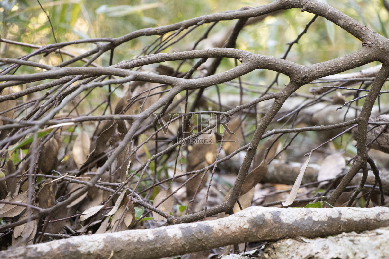 分支照片摄影图片