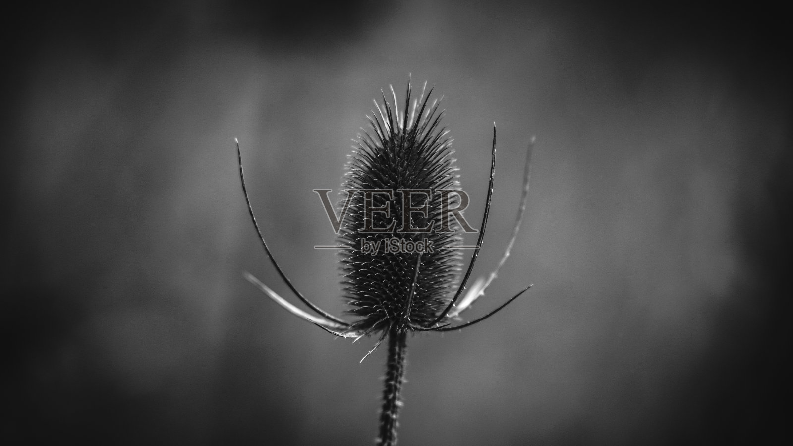 锋利的叶照片摄影图片