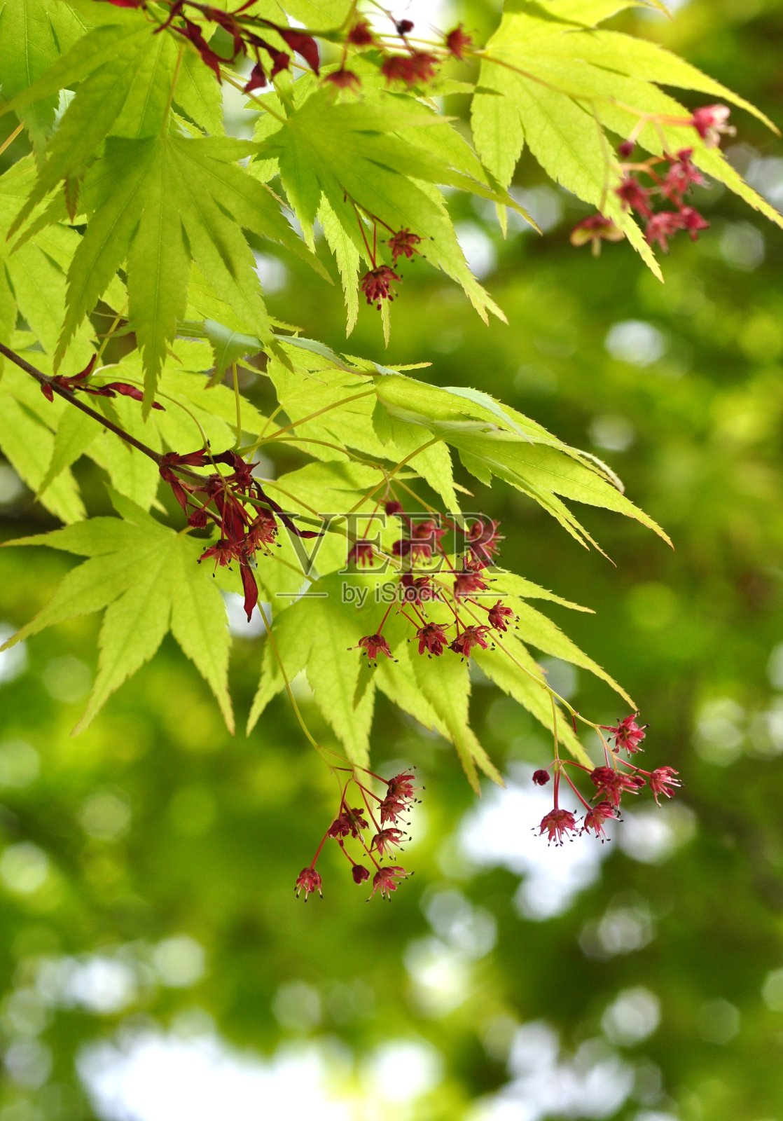 枫花照片摄影图片