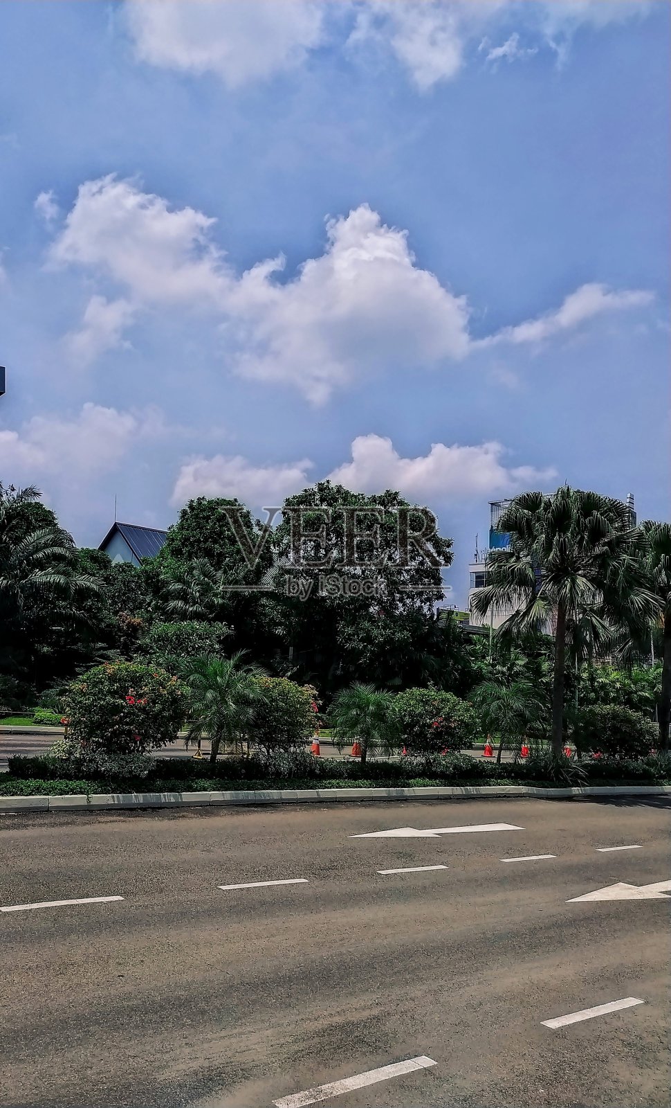 树照片摄影图片