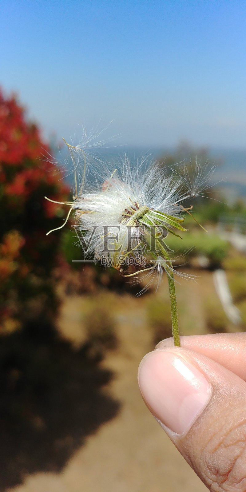 一个简单的幸福照片摄影图片