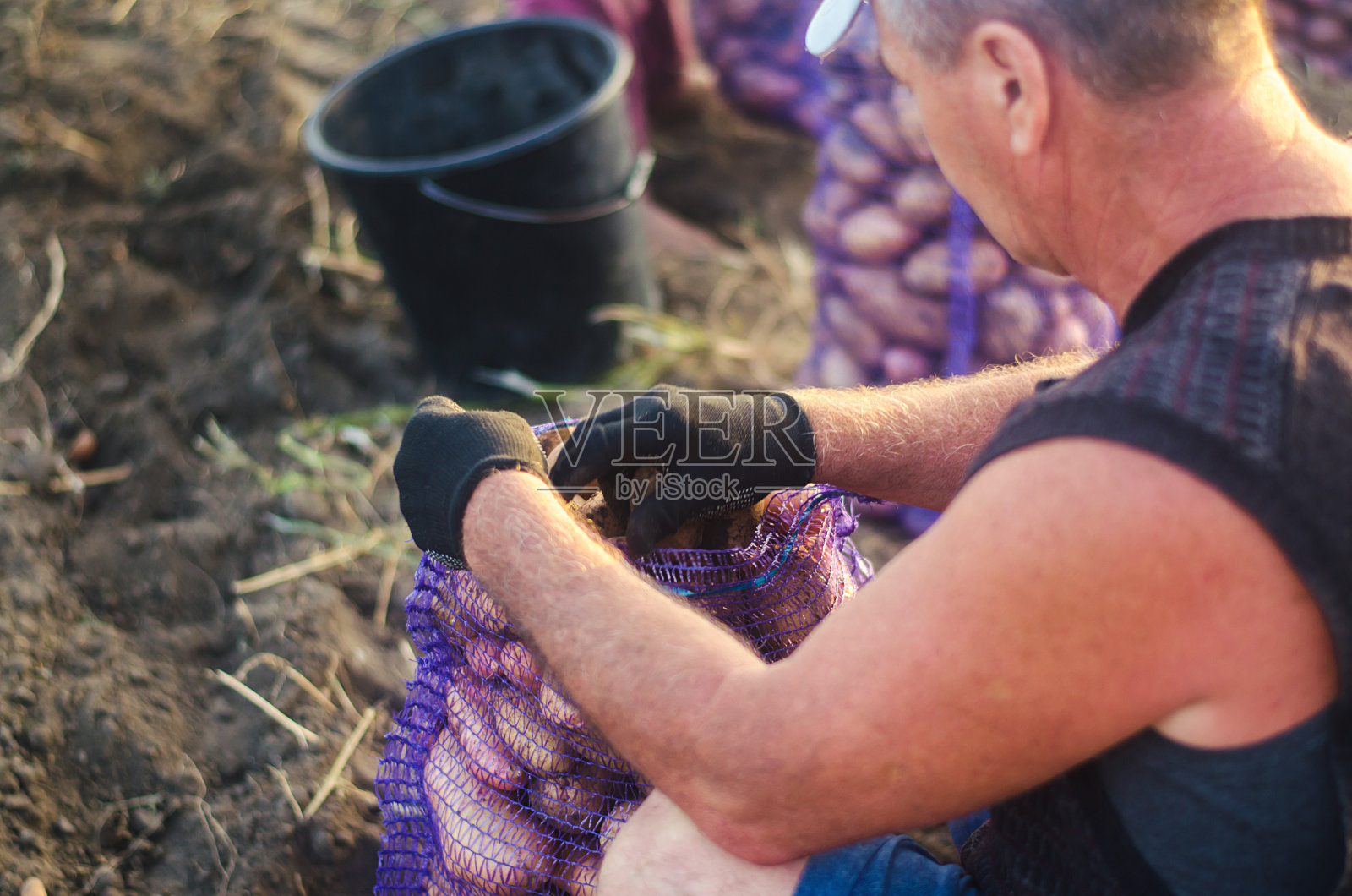 农夫把装满土豆的网袋卷起来。在农场里收获土豆。农业。农村农田。种植、收集、分类和销售蔬菜。准备食物的供应照片摄影图片