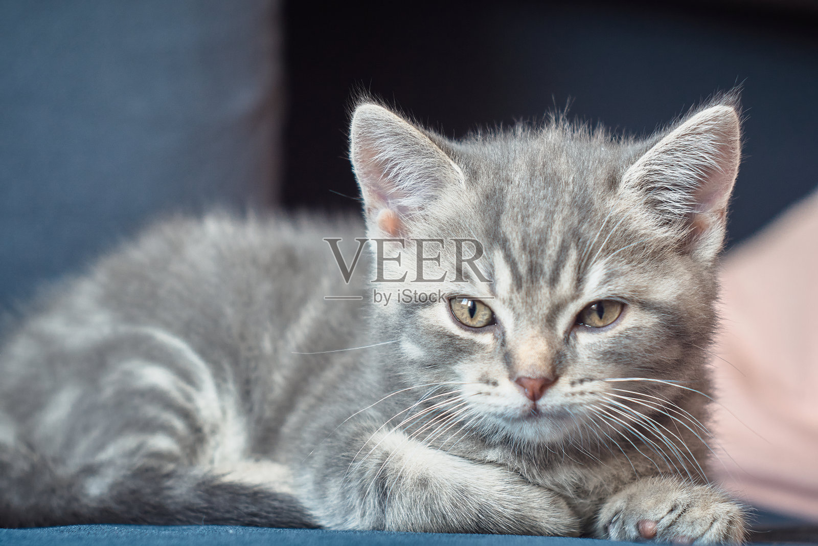 灰虎猫正躺在蓝色的沙发上，专注地看着镜头。他皮毛上的白色条纹。选择焦点前景和模糊背景与粉色枕头。特写全身像与自然阳光。照片摄影图片
