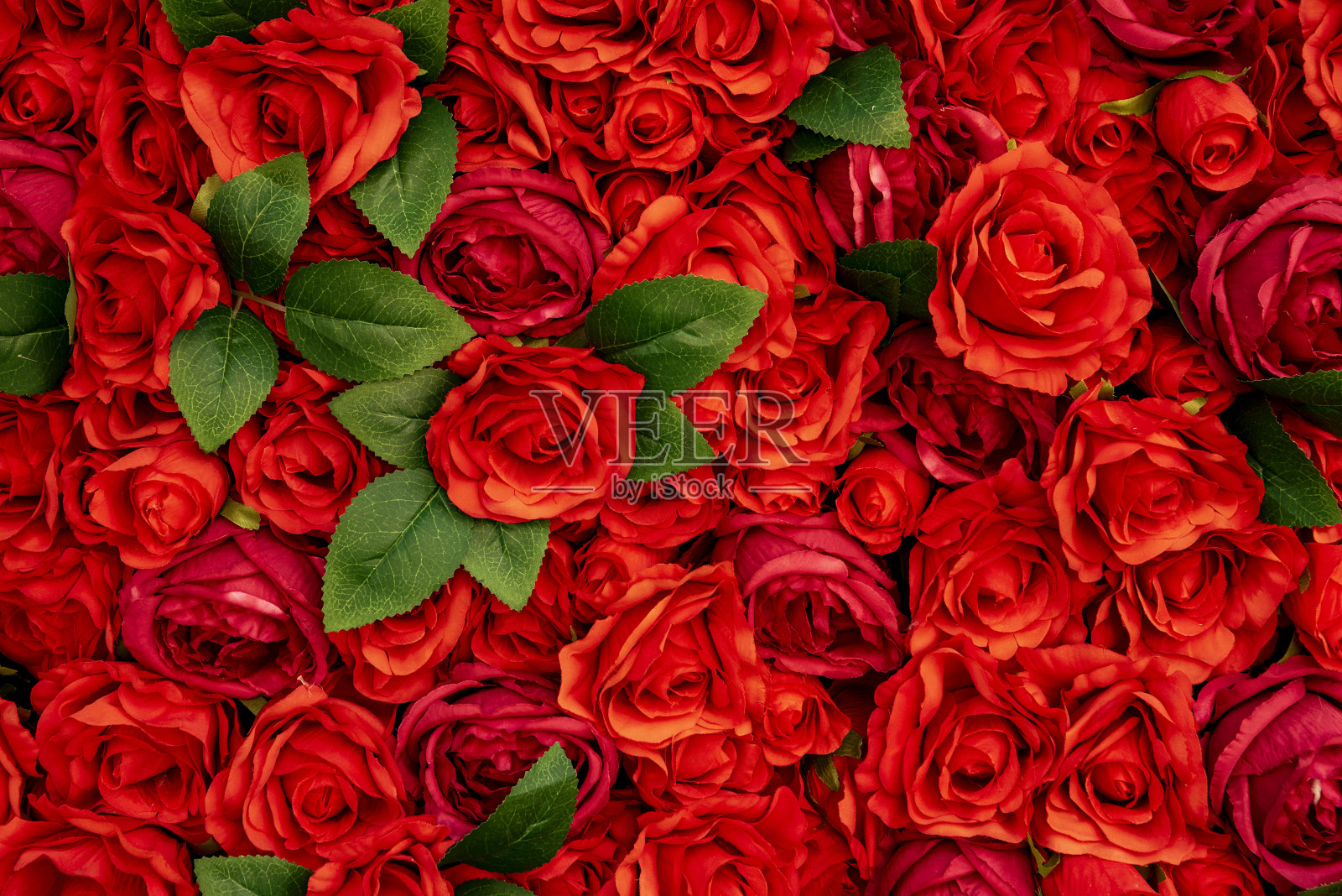 红玫瑰花和许多玫瑰照片摄影图片