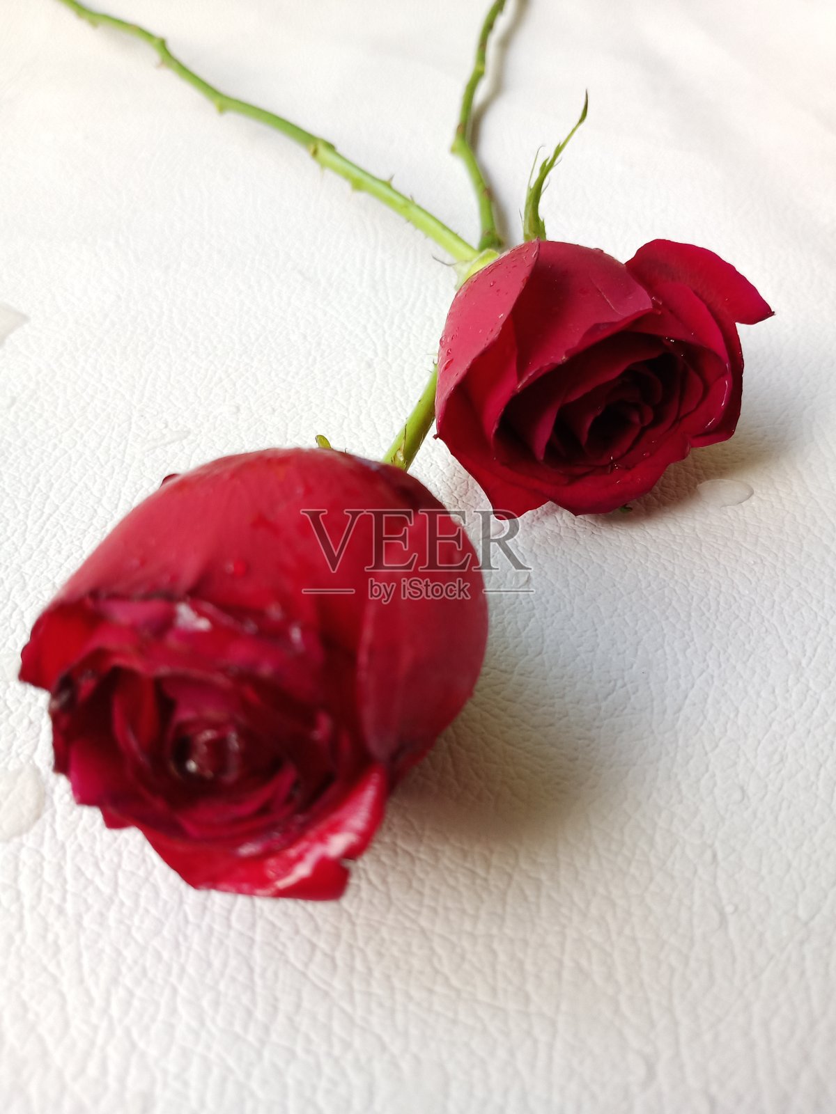 玫瑰照片摄影图片