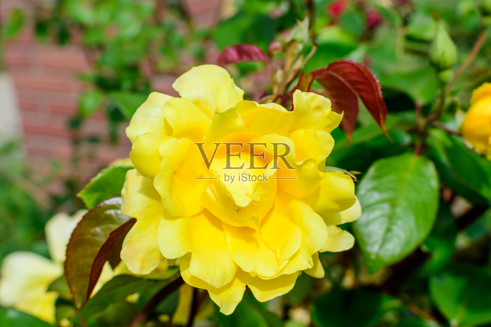 大的绿色灌木与一个新鲜鲜艳的黄色玫瑰盛开和绿叶在一个阳光明媚的夏天的花园，美丽的户外花卉背景与软焦点拍摄照片摄影图片