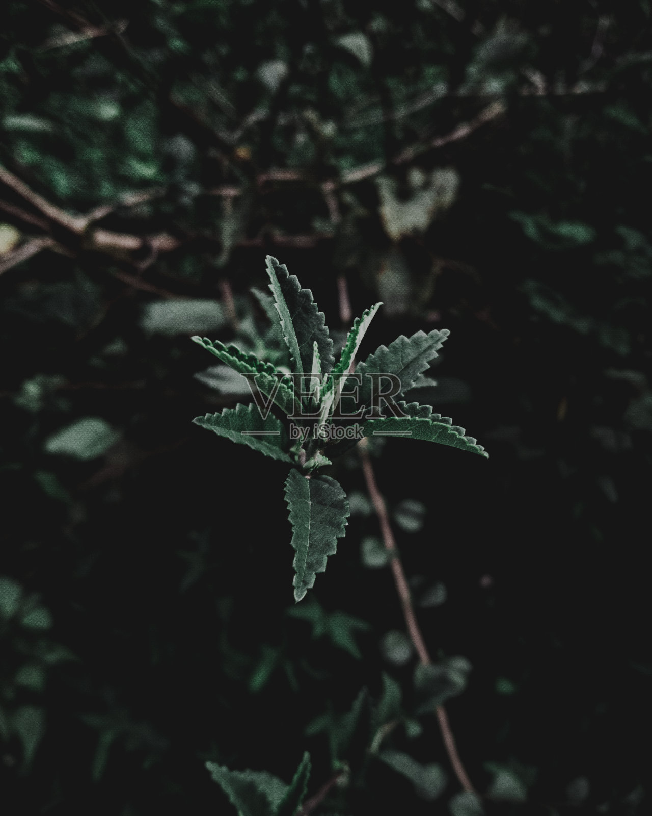 小外照片摄影图片