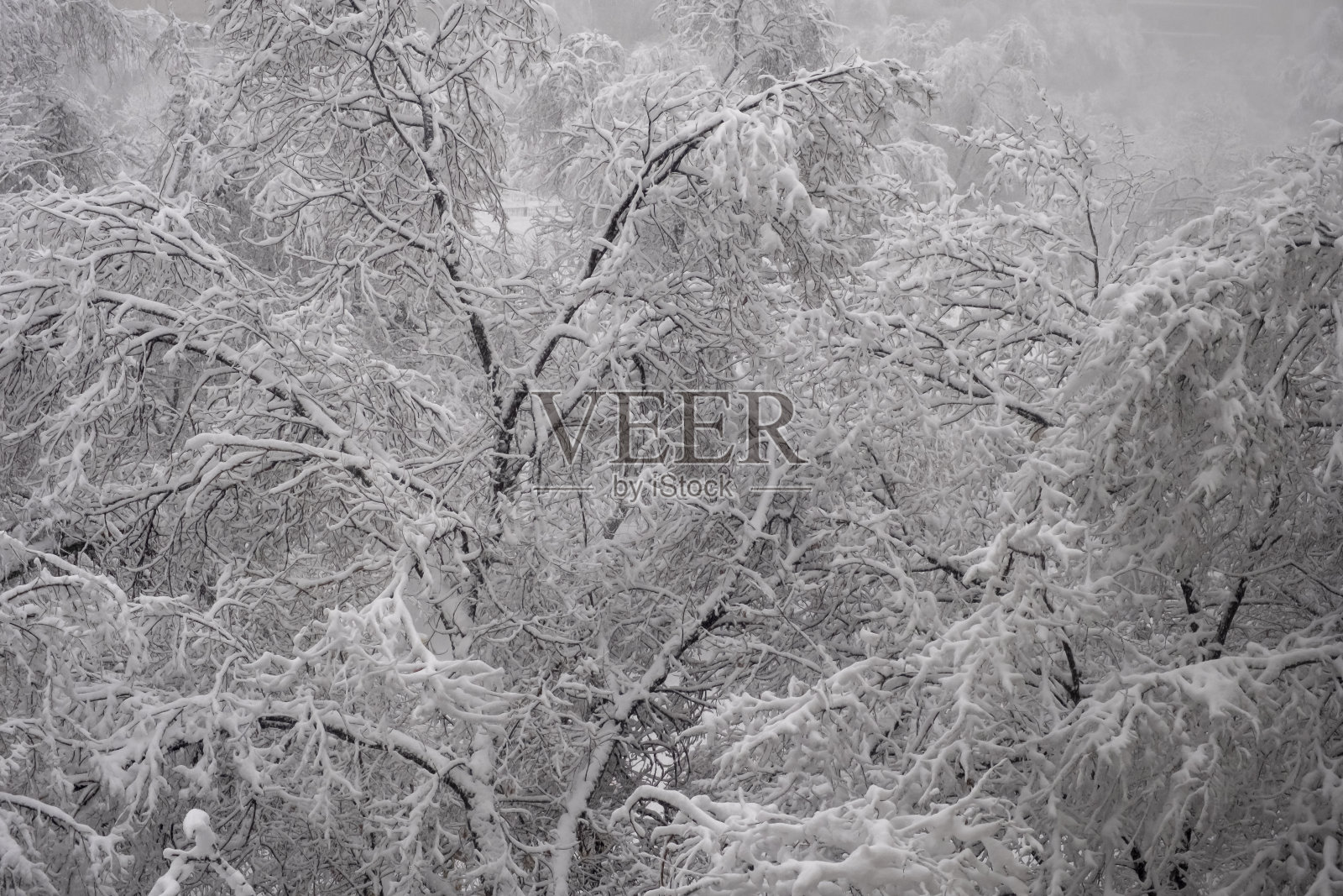美丽的树木覆盖着雪花，伟大的设计适用于任何目的。降雪的背景。美丽的冬天的风景。新年雪背景。季节性的背景。照片摄影图片