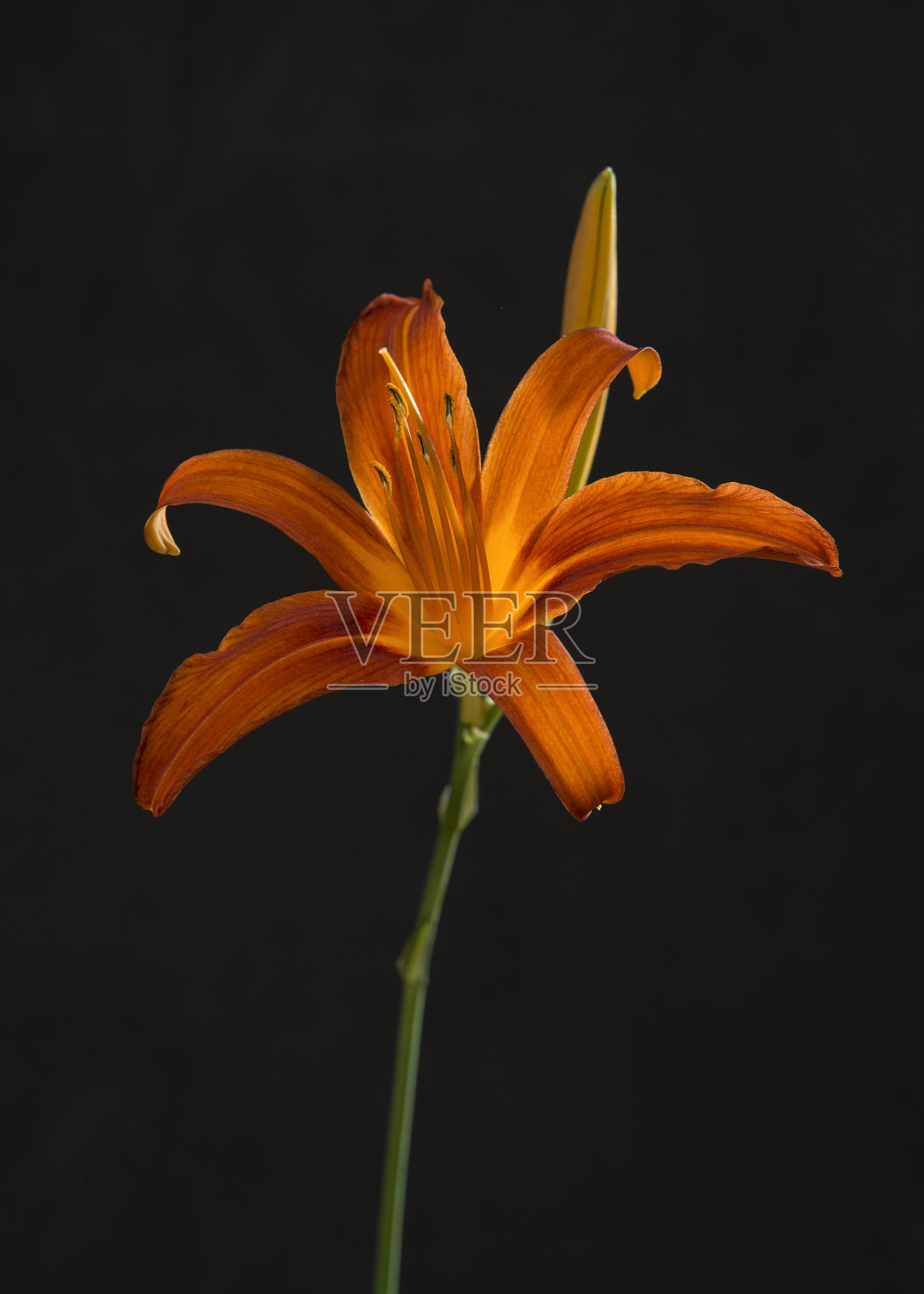 橙色的亚洲百合头，在黑色的背景上照片摄影图片