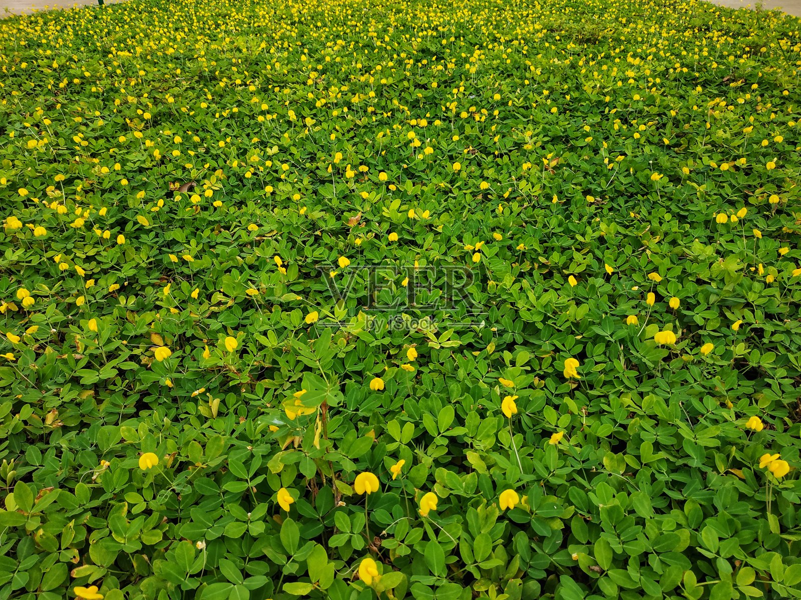 绿野上的黄色照片摄影图片