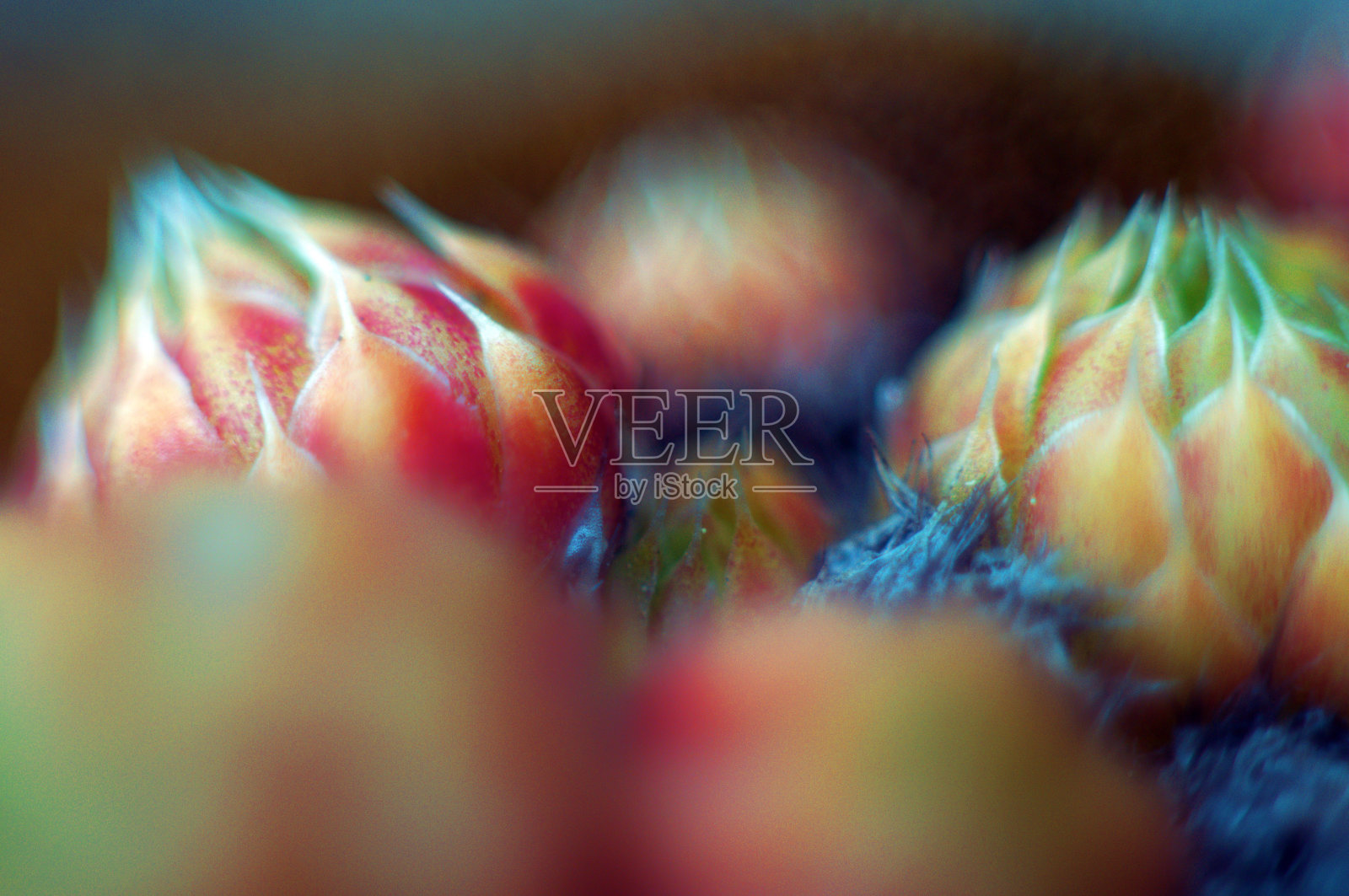 石玫瑰或再生花。石玫瑰。新生。照片摄影图片