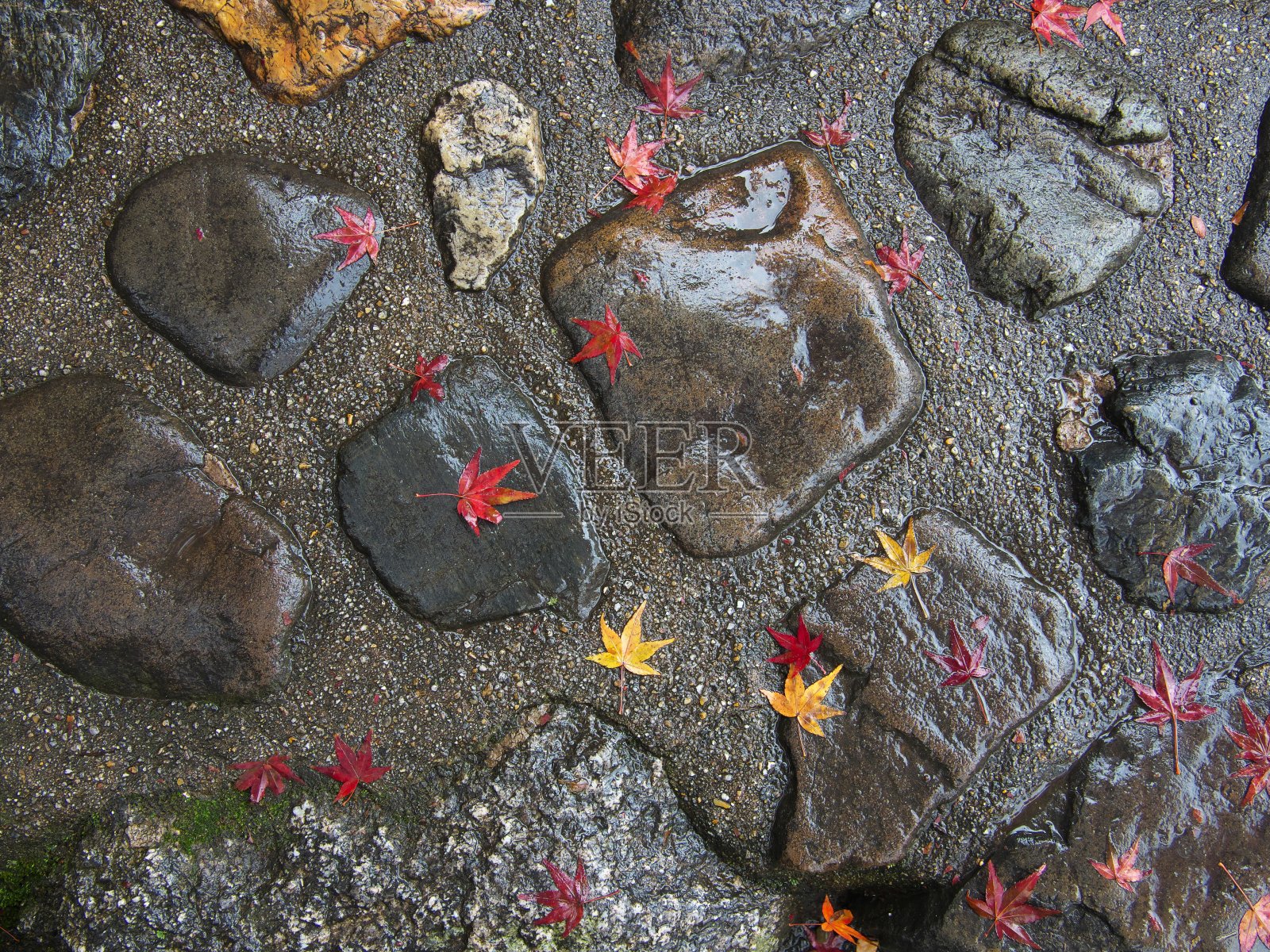 潮湿的秋叶在雨中的石头上照片摄影图片