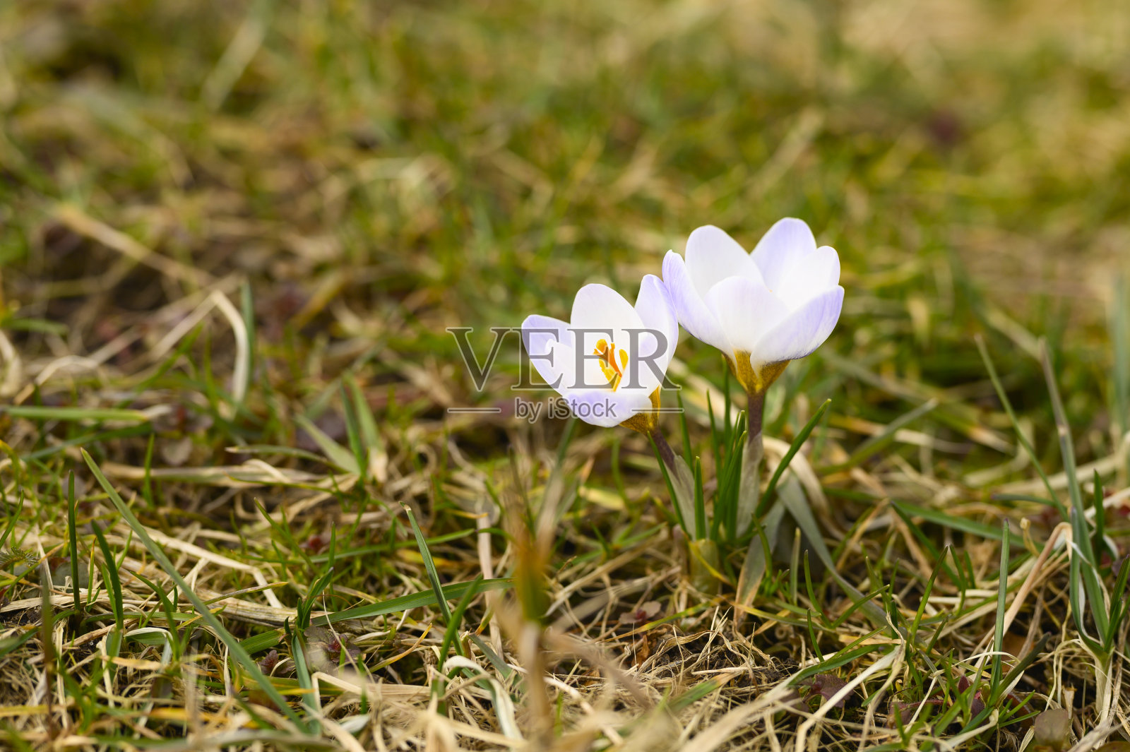 花是番红花盛开，白色的紫丁香色，生长在枯草上。春天的第一朵花在户外的大自然中照片摄影图片