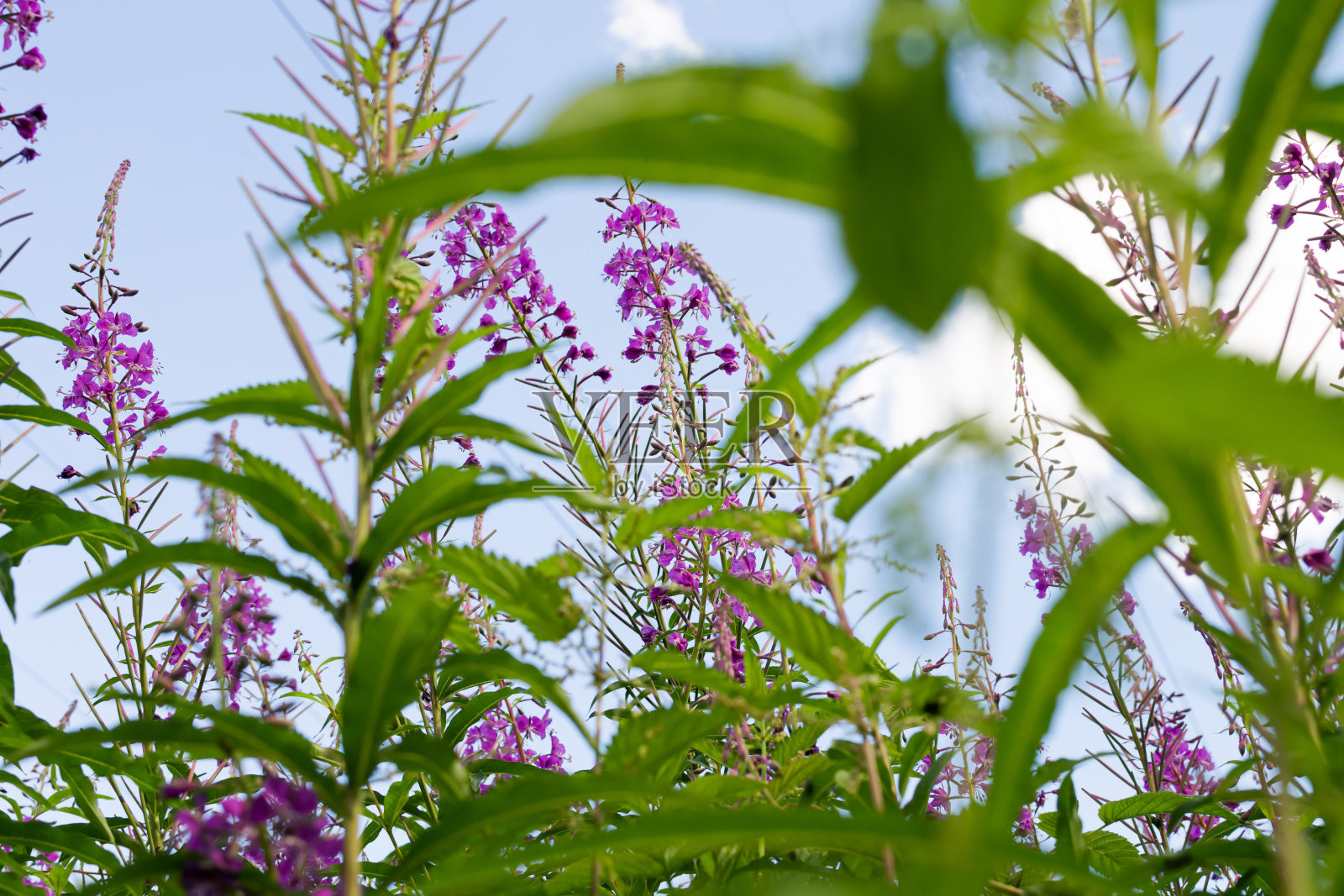 田野开花的萨利花，野生草药茶柳树或山毛榉。柳草，药用植物，草药。俄罗斯伊万茶，选择性重点照片摄影图片