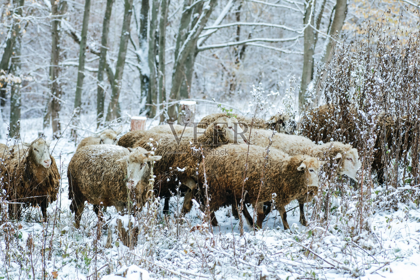 一群羊在白雪覆盖的森林里吃草照片摄影图片