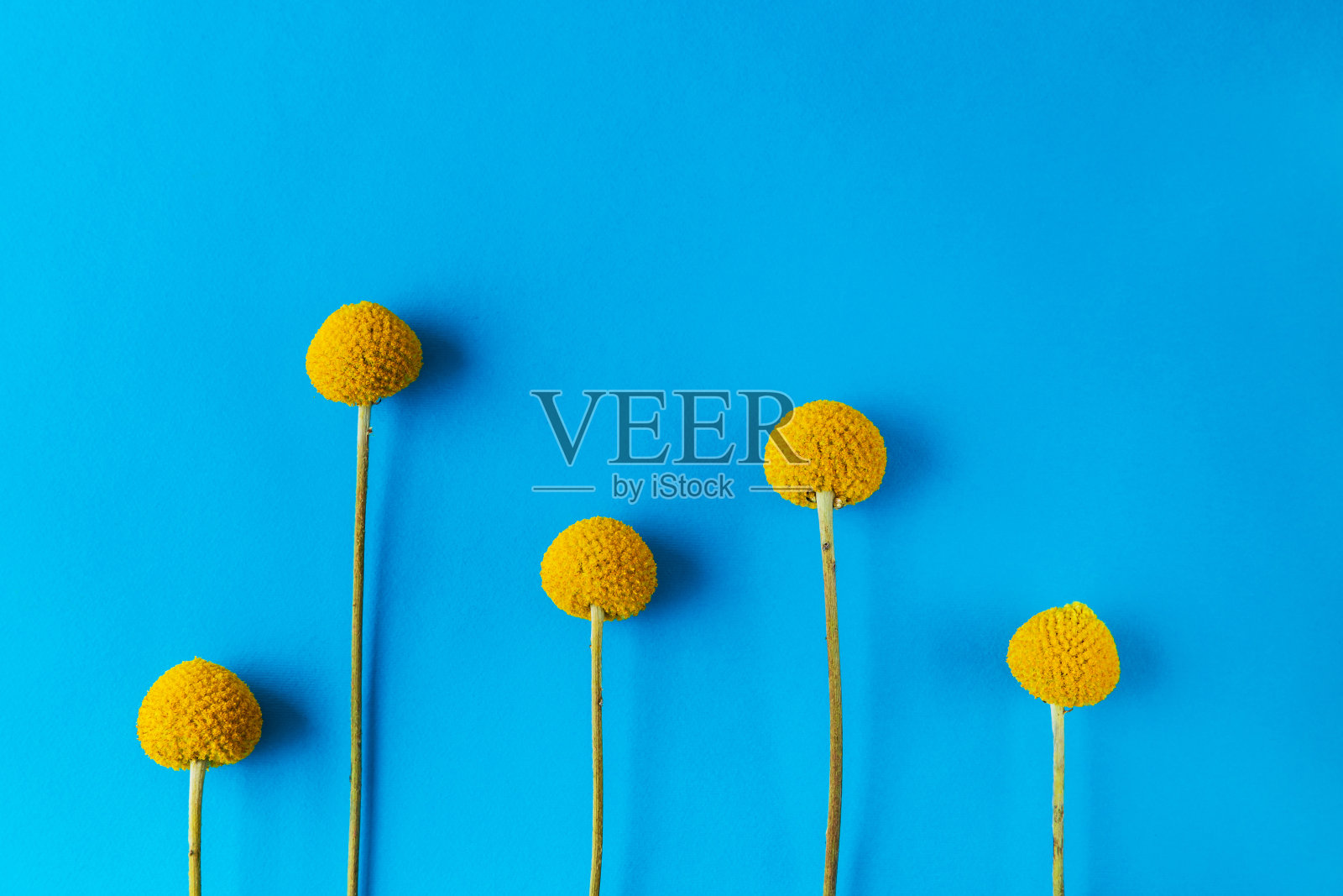 5朵黄色圆形花在蓝色背景上排成一排，顶部有文字的位置。贺卡或作为桌面墙纸照片摄影图片