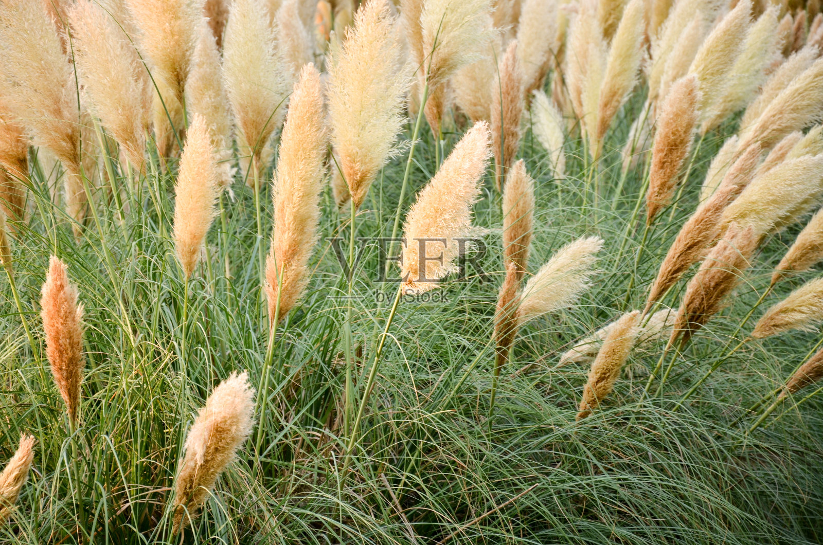 一束白色野花在草地上的特写照片摄影图片