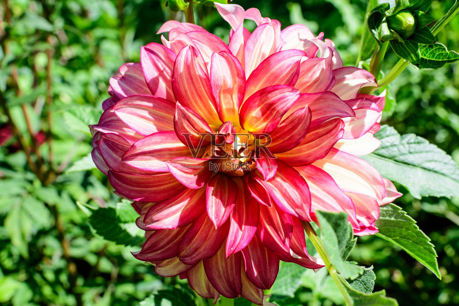 一个美丽的小鲜艳的粉红色和红色的大丽花盛开在模糊的绿色背景上的特写，在一个阳光明媚的夏天在花园用柔和的焦点拍摄照片摄影图片