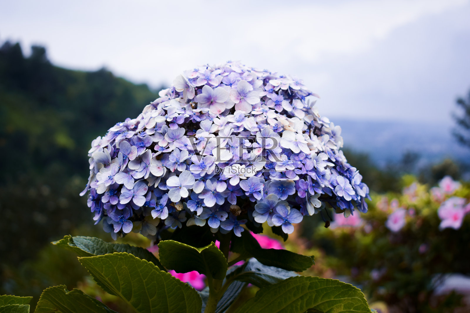 紫绣球花花照片摄影图片