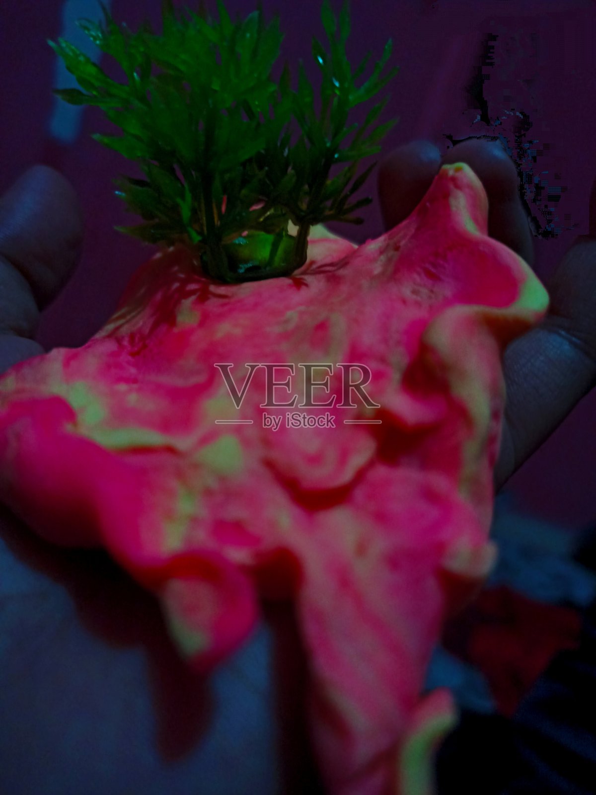 小糖照片摄影图片