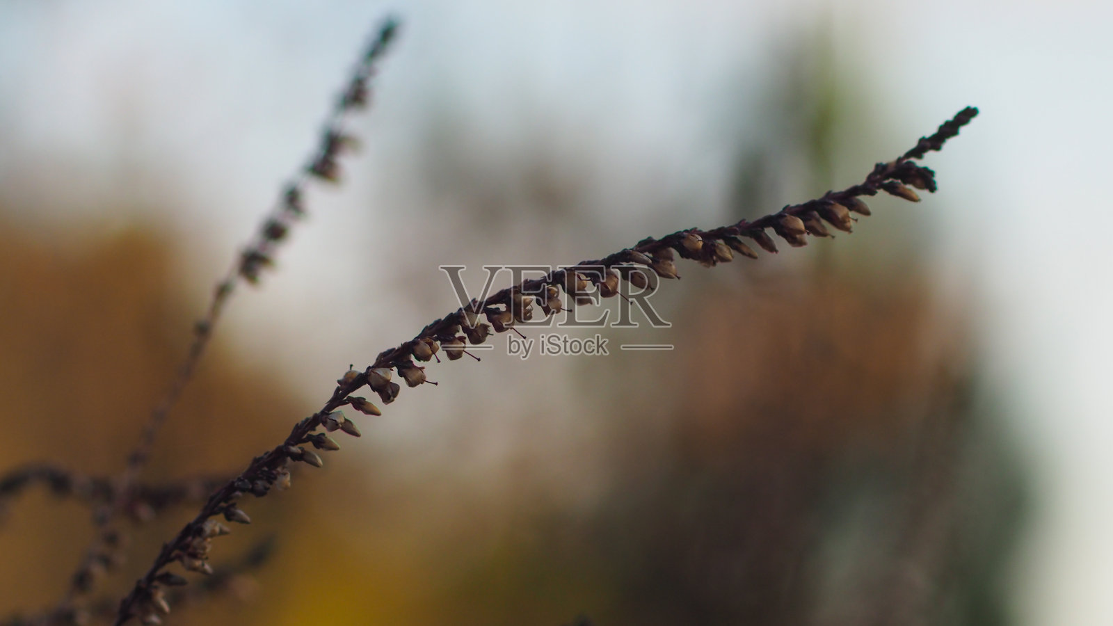 好健康干细胞照片摄影图片