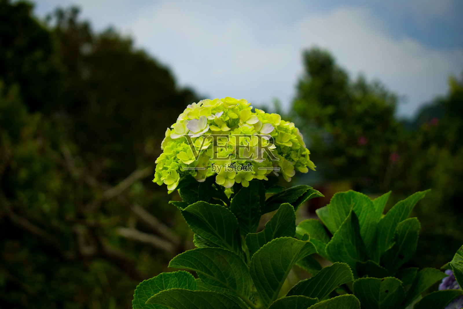山中的绣球花照片摄影图片