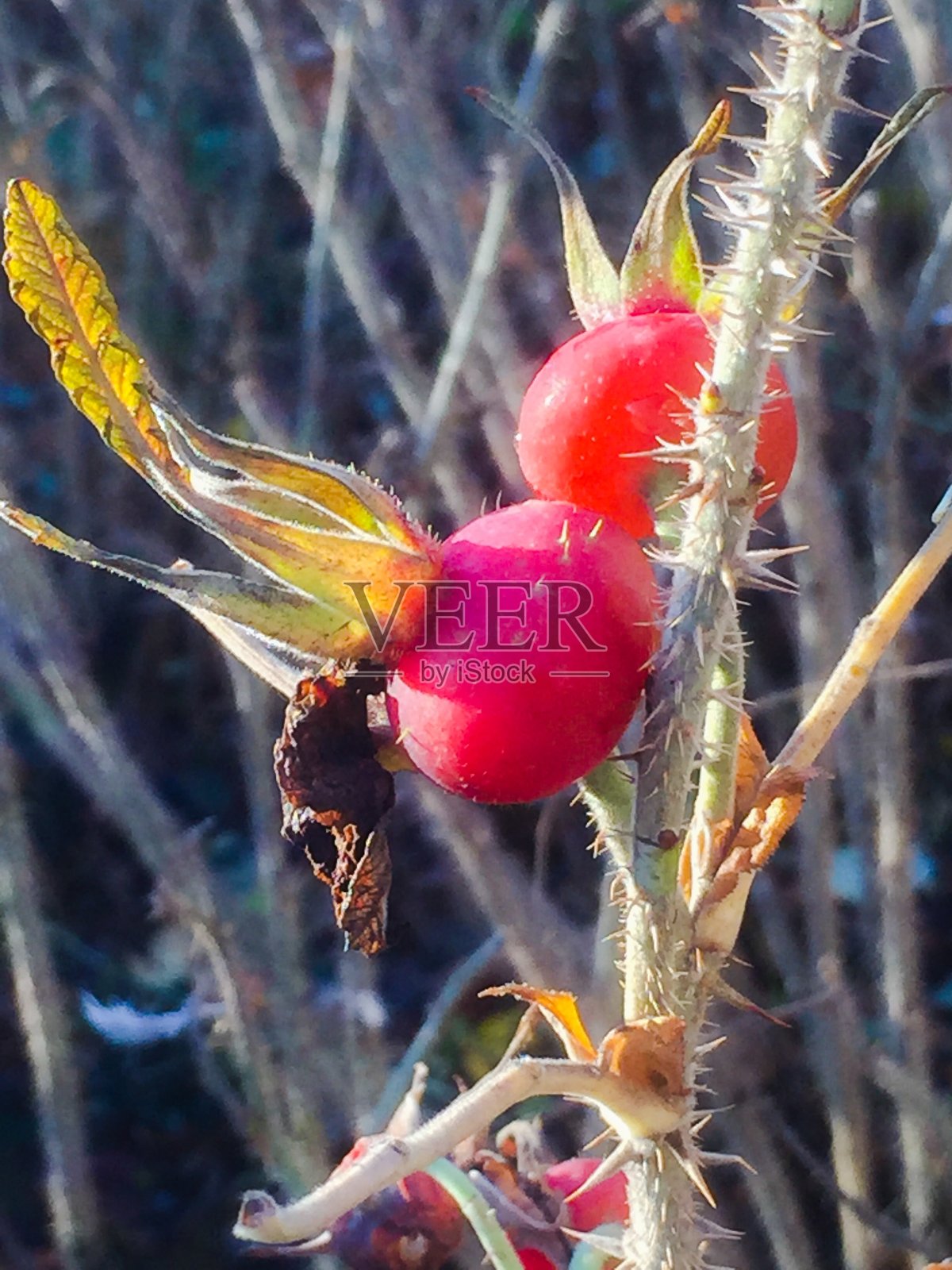 玫瑰在霜冻的日子开花照片摄影图片