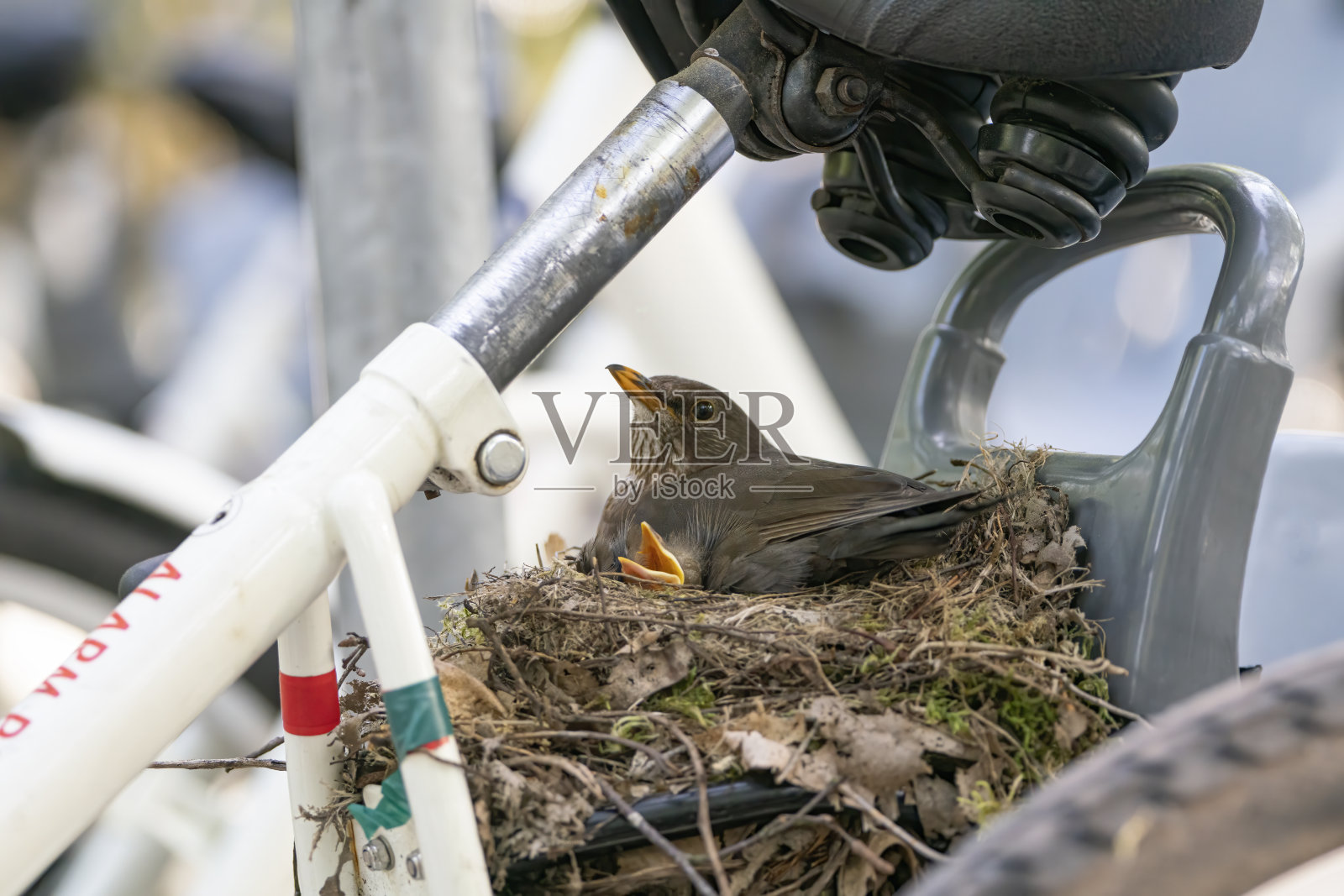 筑巢的画眉鸟(画眉鸟照片摄影图片