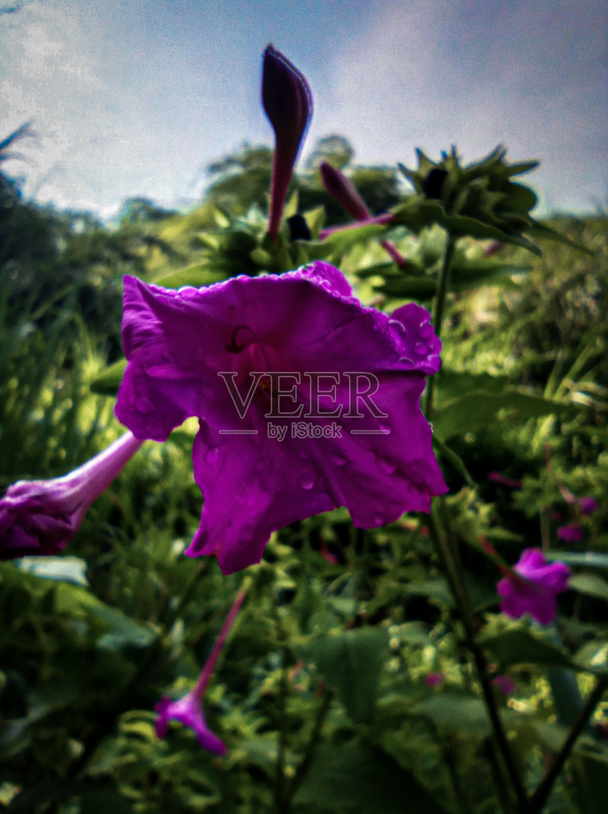 花照片摄影图片