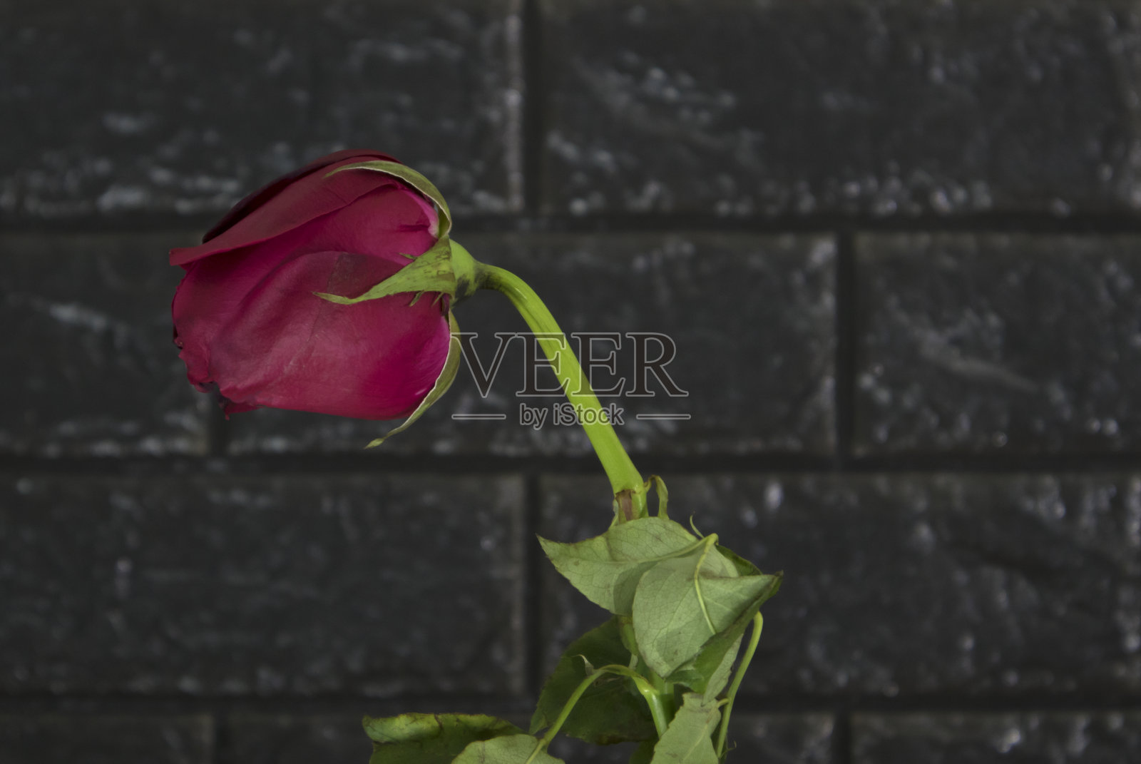 情人节玫瑰，黑色背景照片摄影图片