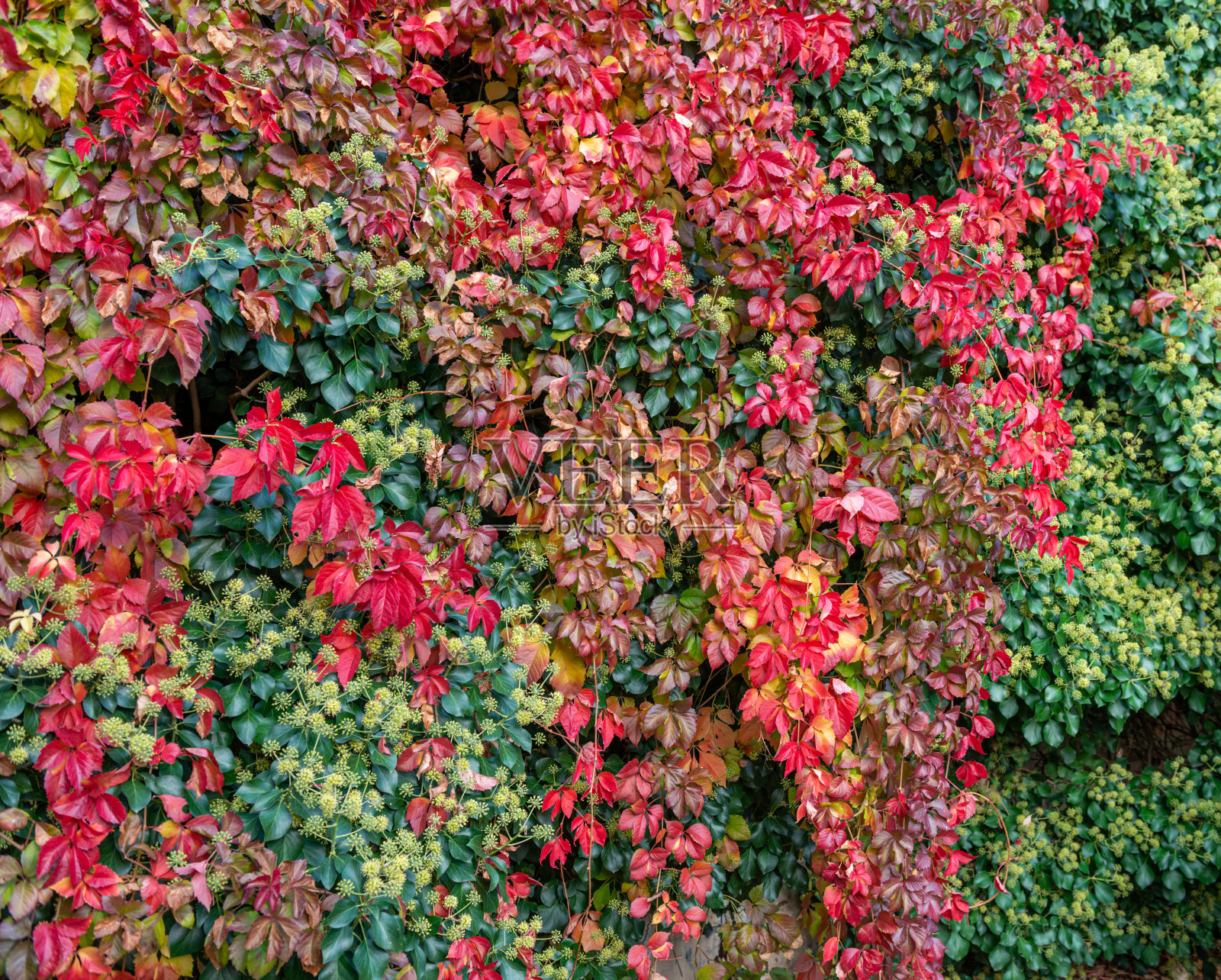 秋天背景照片摄影图片