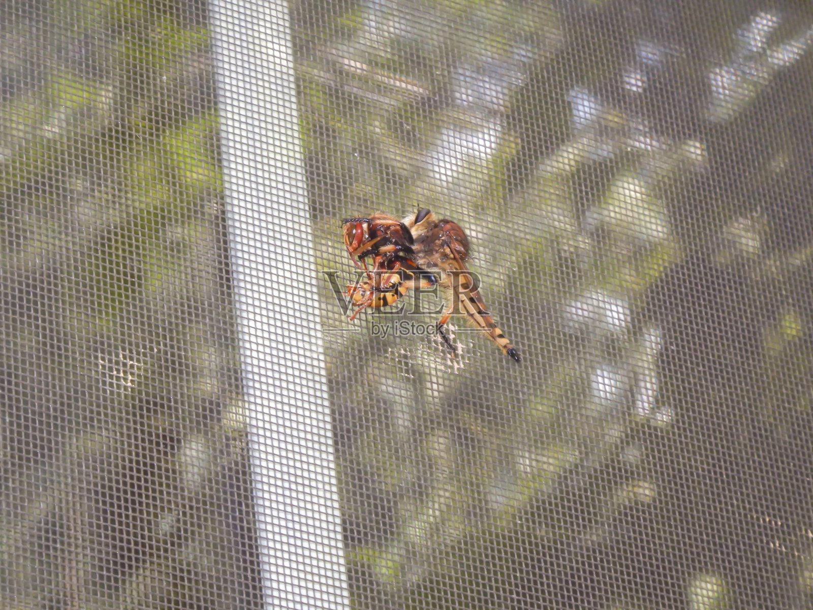 强盗带着猎物飞行照片摄影图片
