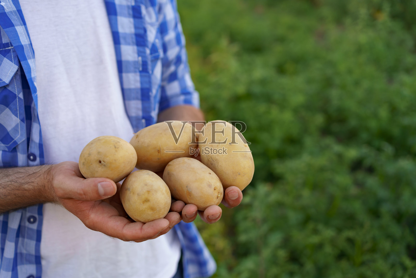 手里拿着土豆的农夫照片摄影图片