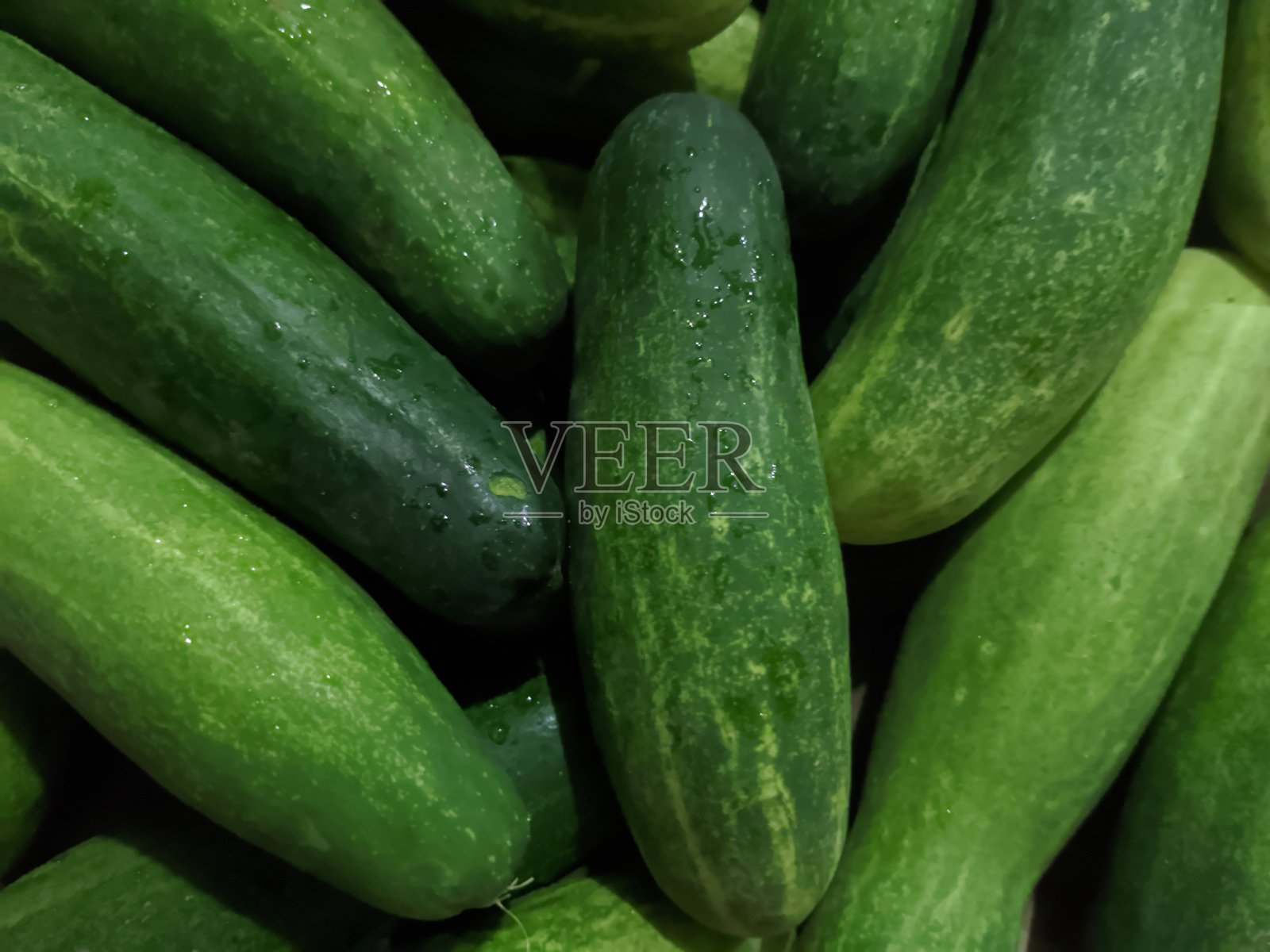 黄瓜园照片摄影图片