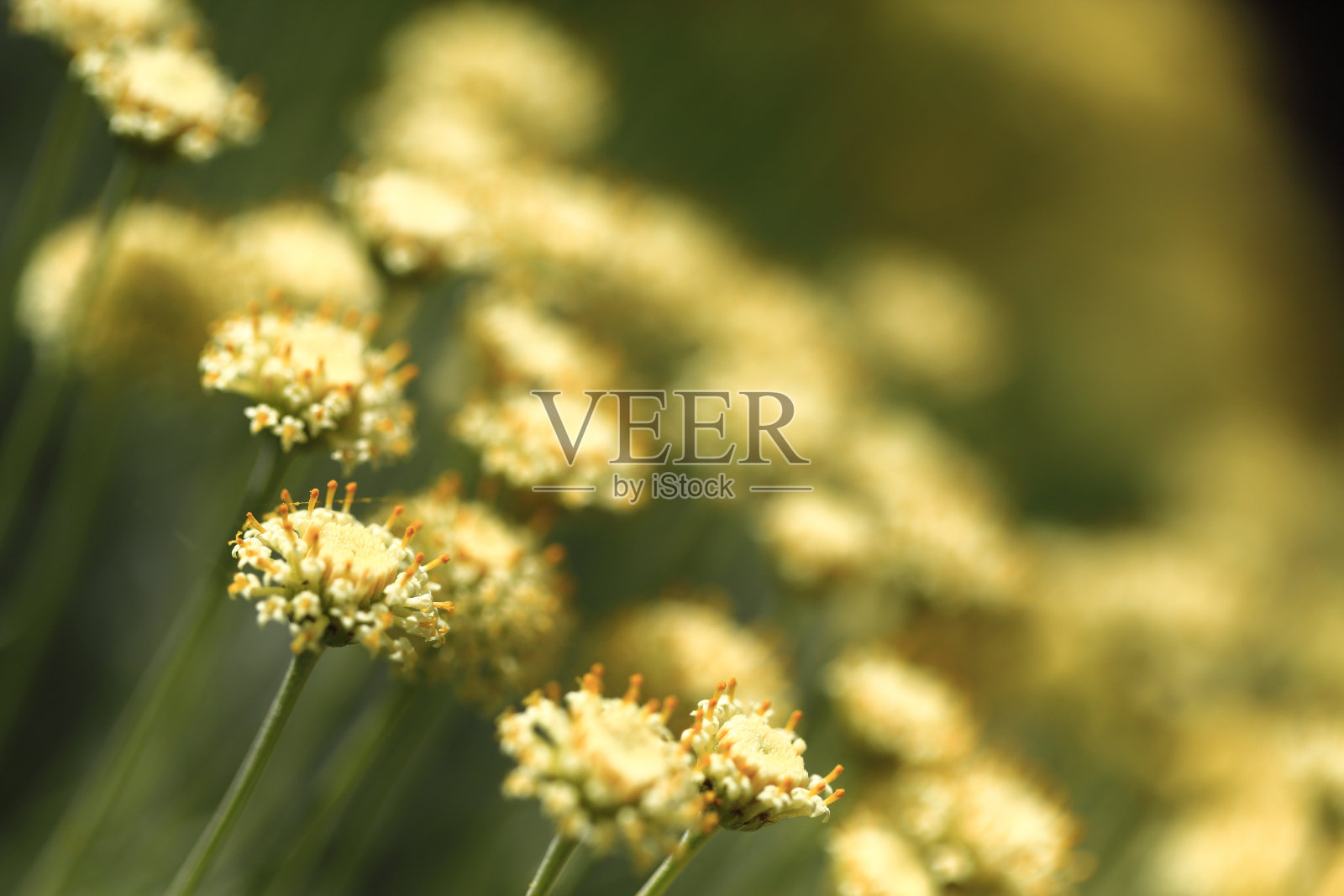 天然花黄色奶油特写充满活力的颜色照片摄影图片