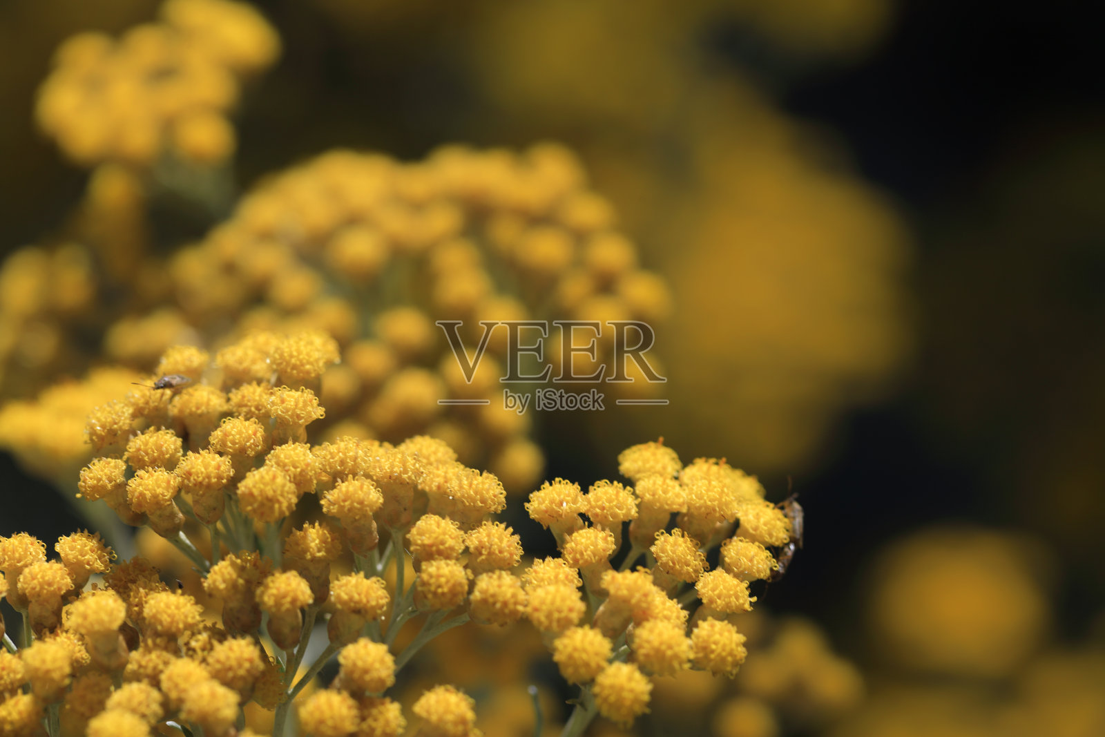 蓍草黄色美丽自然特写鲜花草药春天照片摄影图片