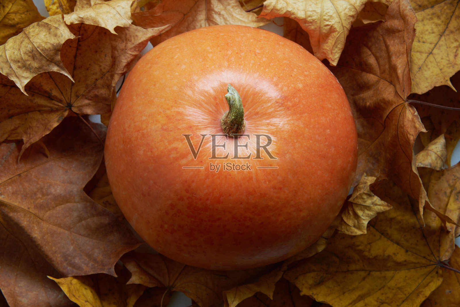 在落叶的背景下，成熟的南瓜。照片摄影图片